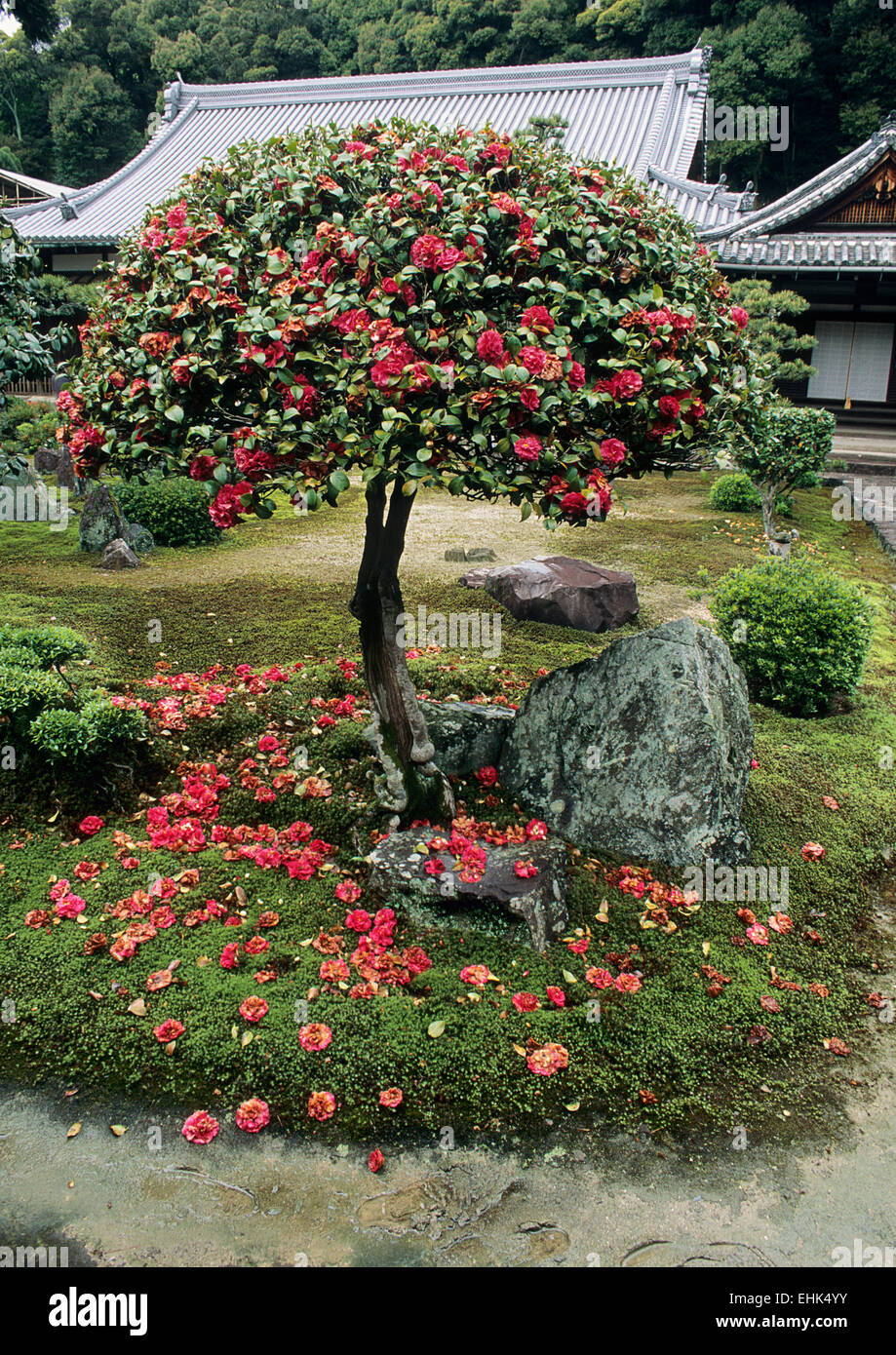 Una camellia scende i suoi petali di primavera nel giardino di un tempio a Uji City dove il buddismo zen Soto fu fondata nel 1300s. Foto Stock