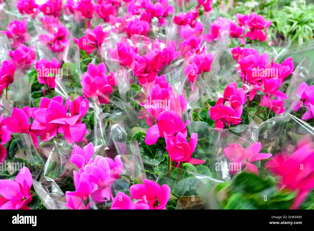 Close up di rosa ciclamino fiori con le loro foglie ornamentali coltivate come indoor houseplants presso un vivaio Foto Stock