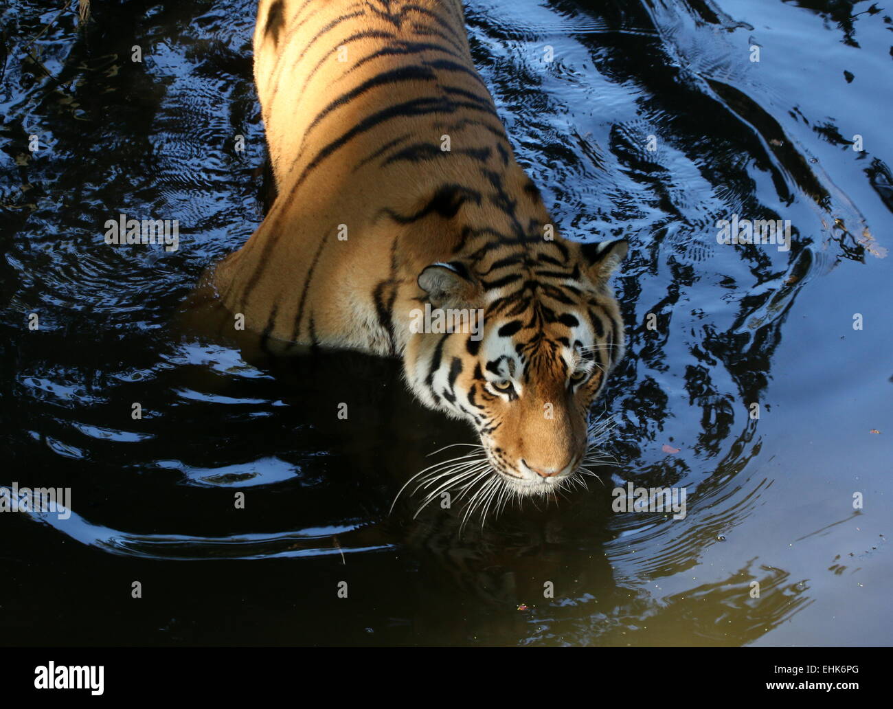 Maschio maturo siberiano o tigre di Amur (Panthera tigris altaica) guadare attraverso l acqua Foto Stock
