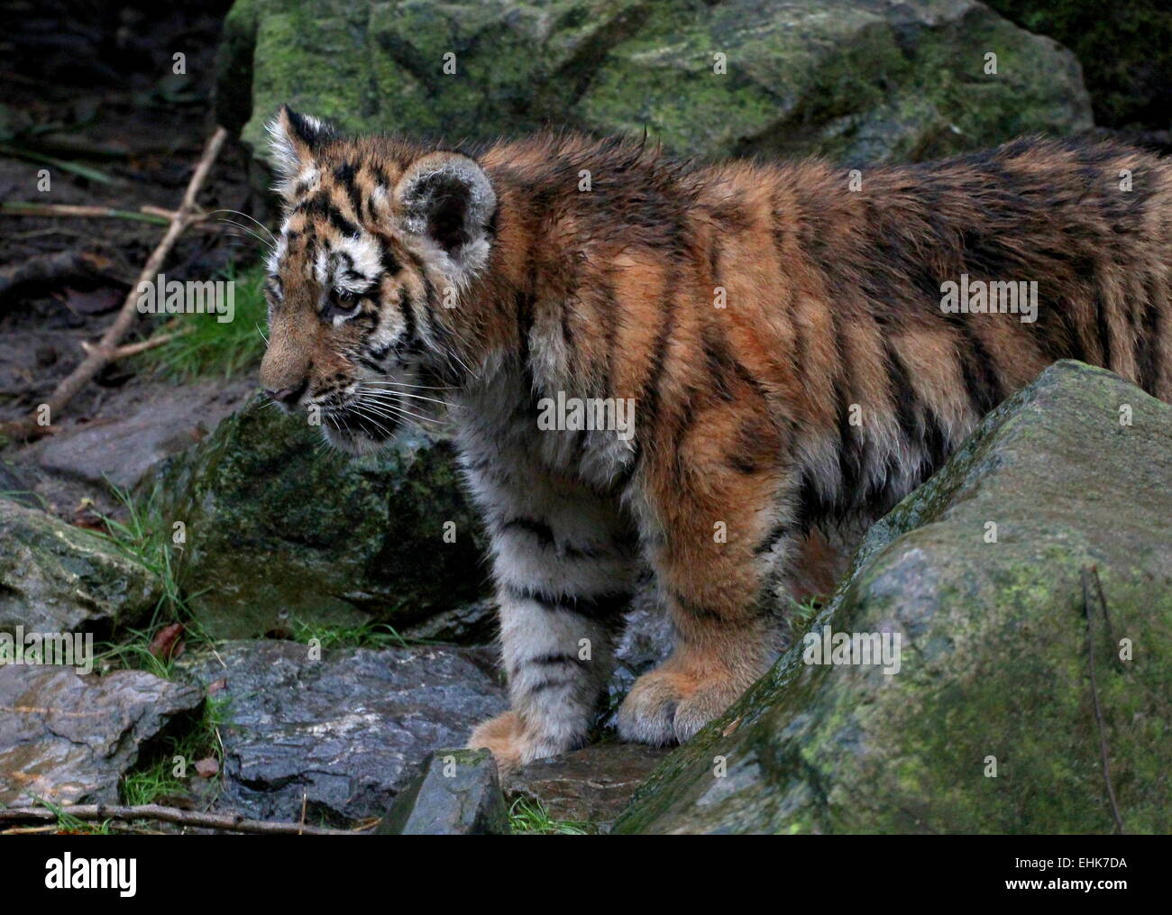 Umidi e sporchi siberiano giovani o tigre di Amur (Panthera tigris altaica) cub, 5 mesi di età Foto Stock