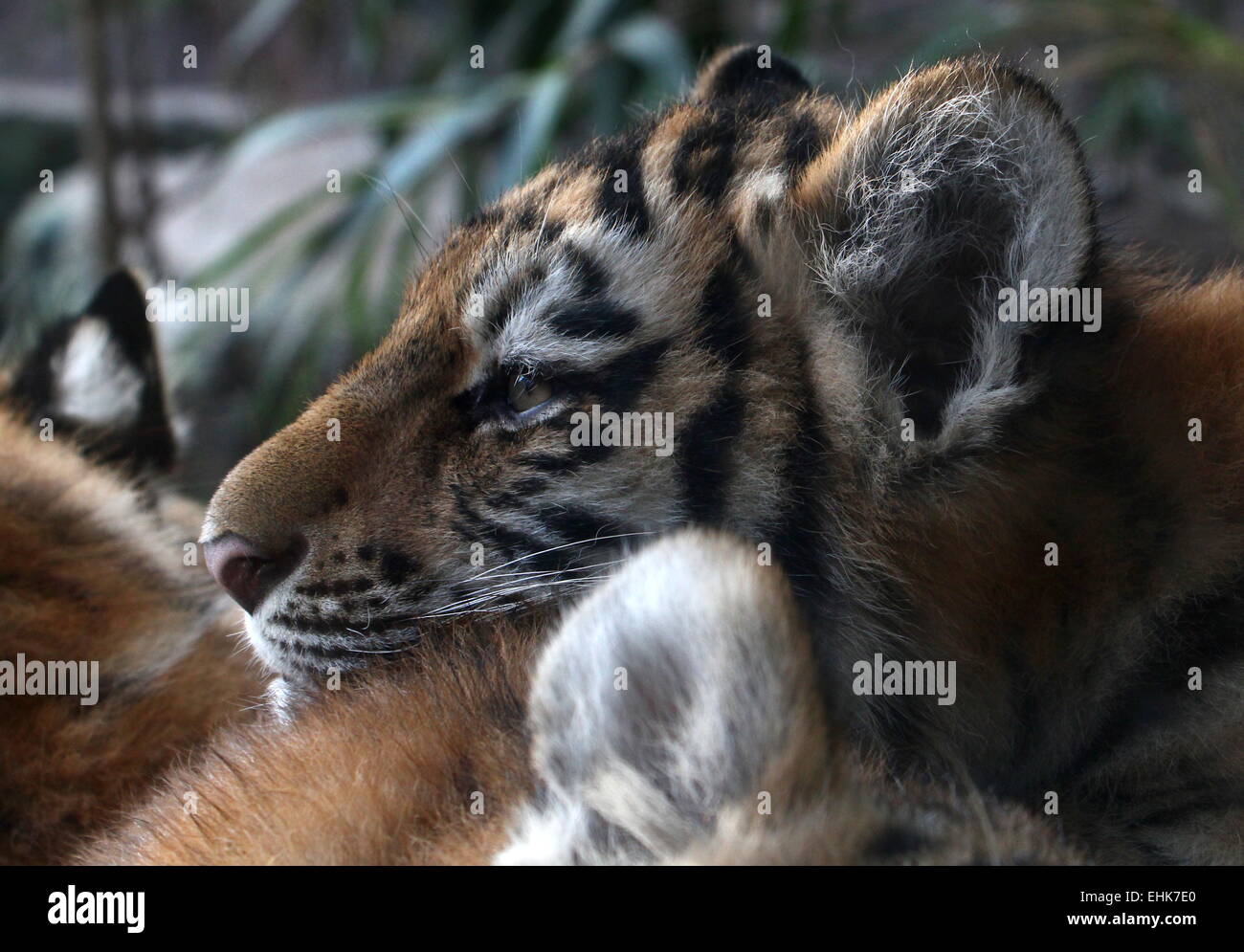 Ritratto di un avviso o siberiana tigre di Amur (Panthera tigris altaica) cub, insieme con i suoi fratelli germani Foto Stock