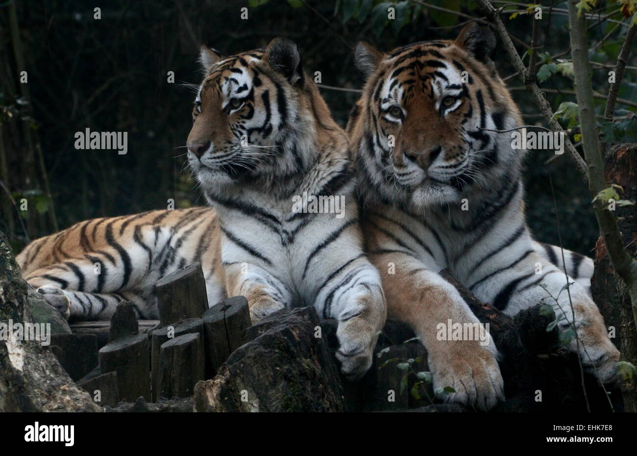 Maschio e femmina o siberiana tigre di Amur (Panthera tigris altaica) in posa insieme a Dierenpark Zoo di Amersfoort, Paesi Bassi Foto Stock