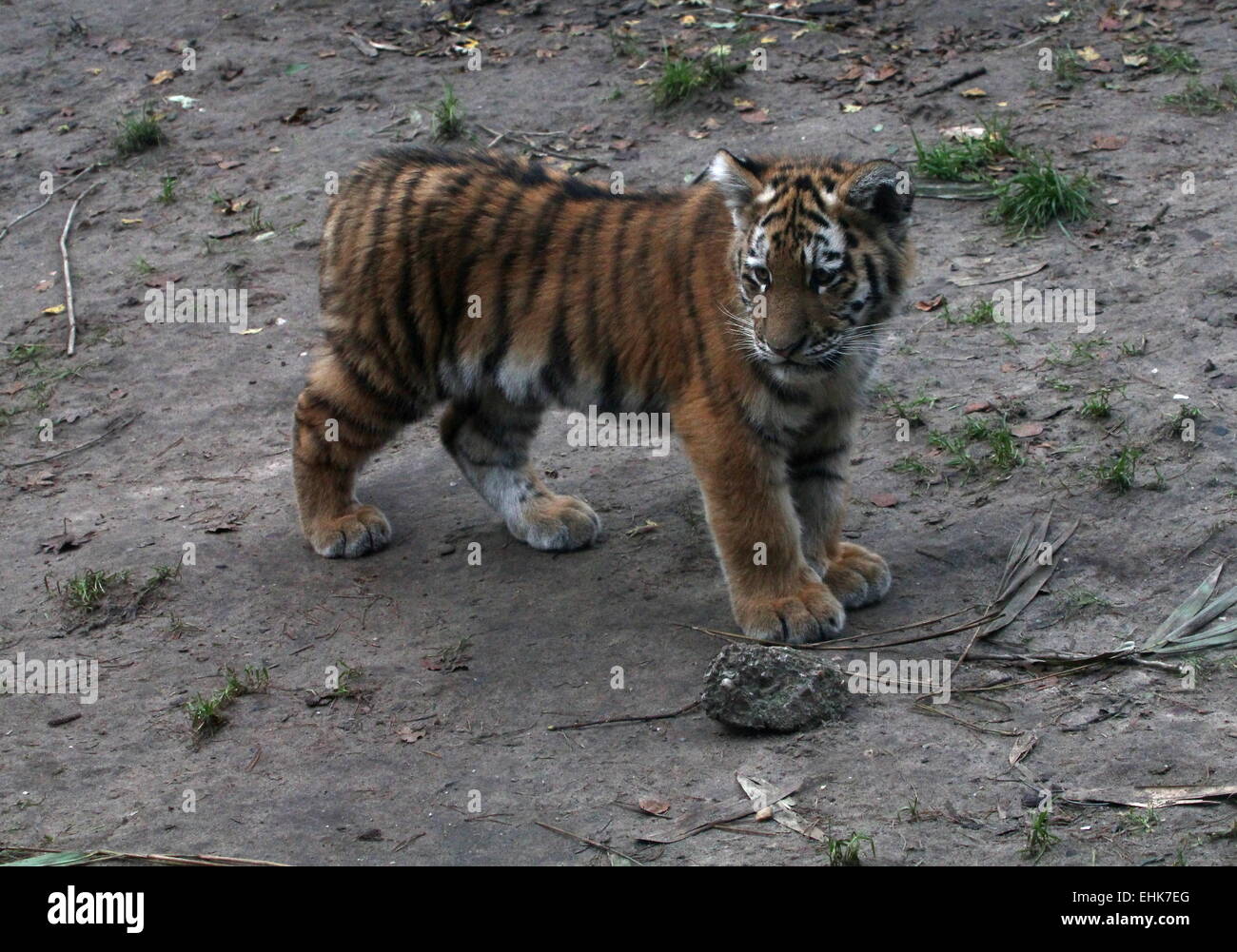 Giovani siberiano o tigre di Amur (Panthera tigris altaica) cub, 5 mesi di età Foto Stock