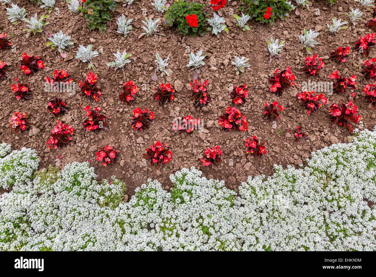 Una vista aerea annuale di un letto di fiori contenenti alyssum, fiberous begonie, polveroso Miller e gerani. Foto Stock