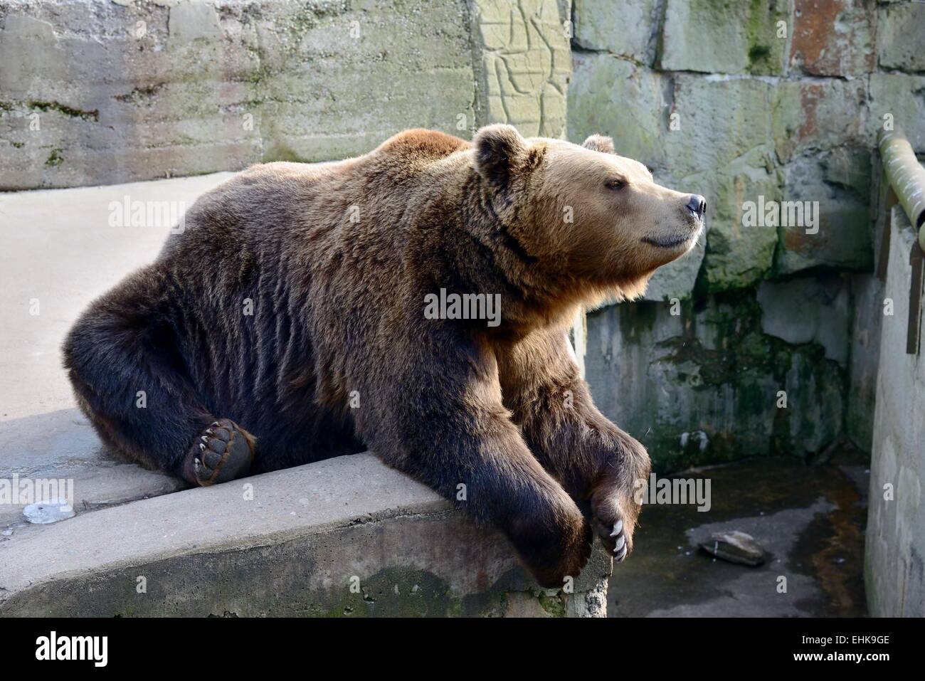 Big Brown Bear Foto Stock