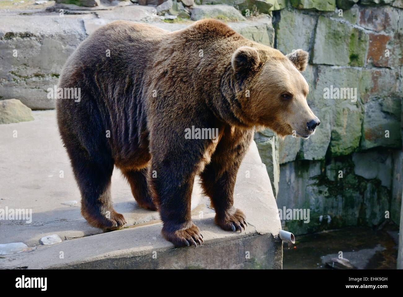 Big Brown Bear Foto Stock
