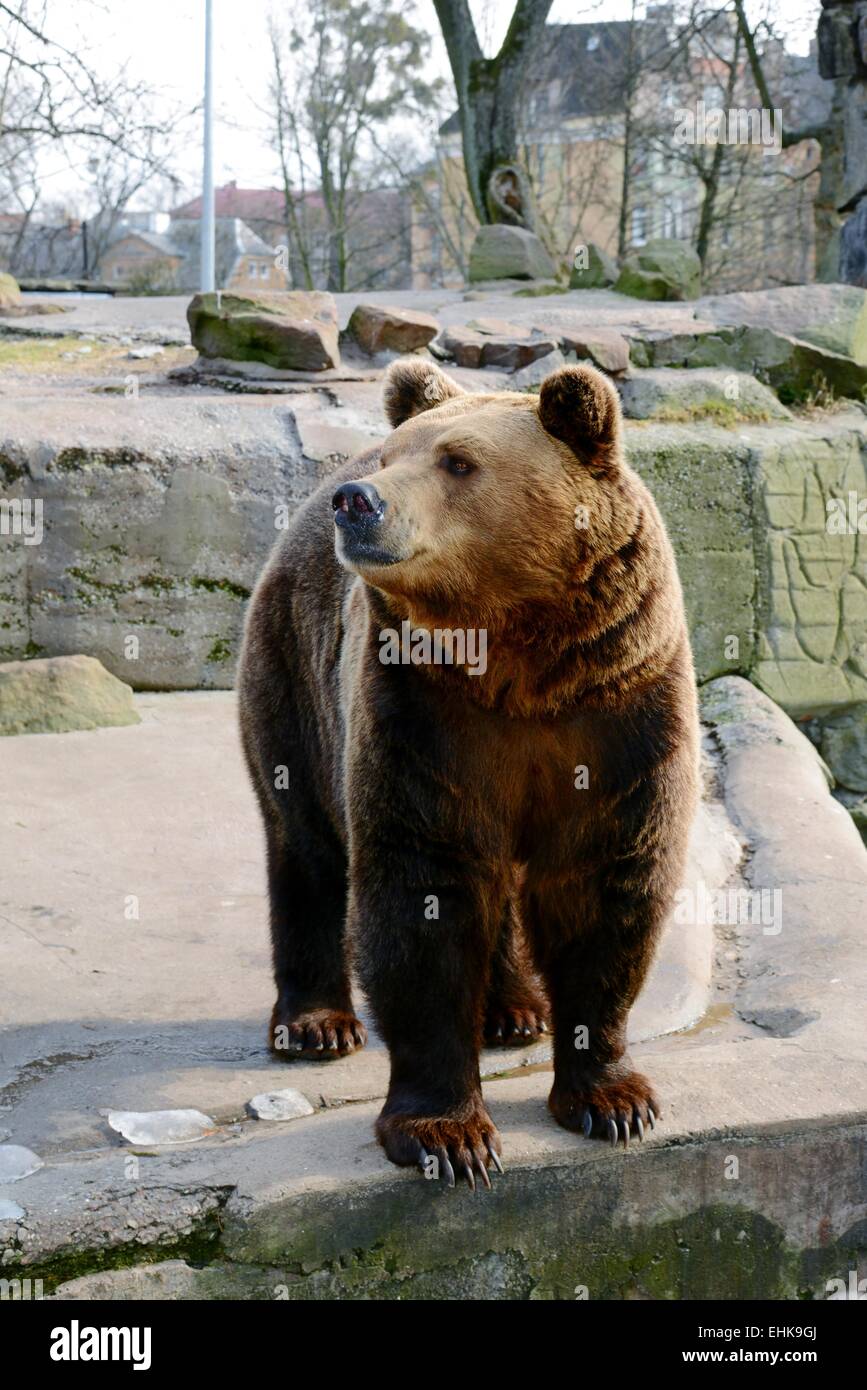 Big Brown Bear Foto Stock