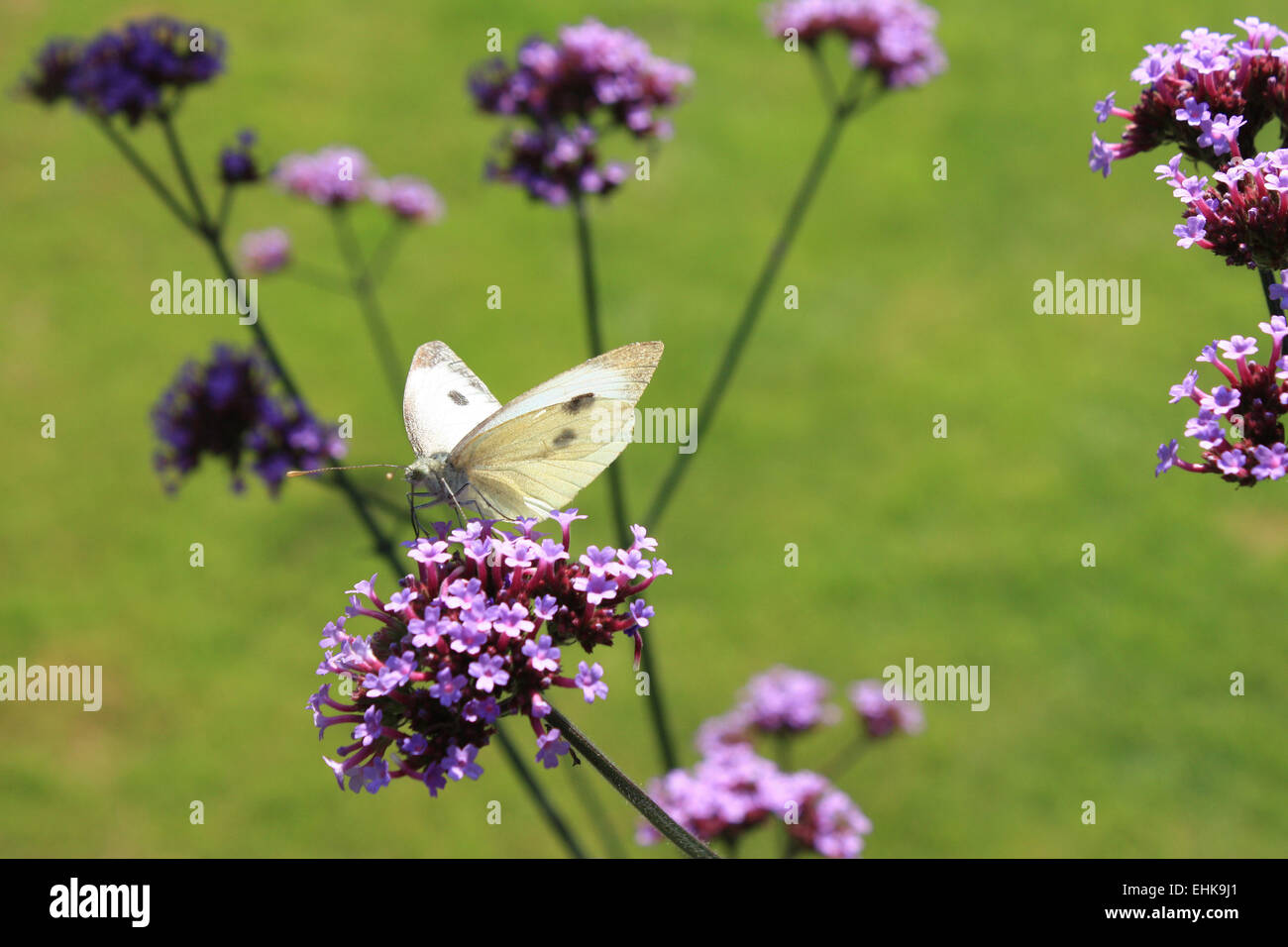 Un piccolo cavolo bianco farfalla su un fiore di una verbena bonariensis impianto. Foto Stock