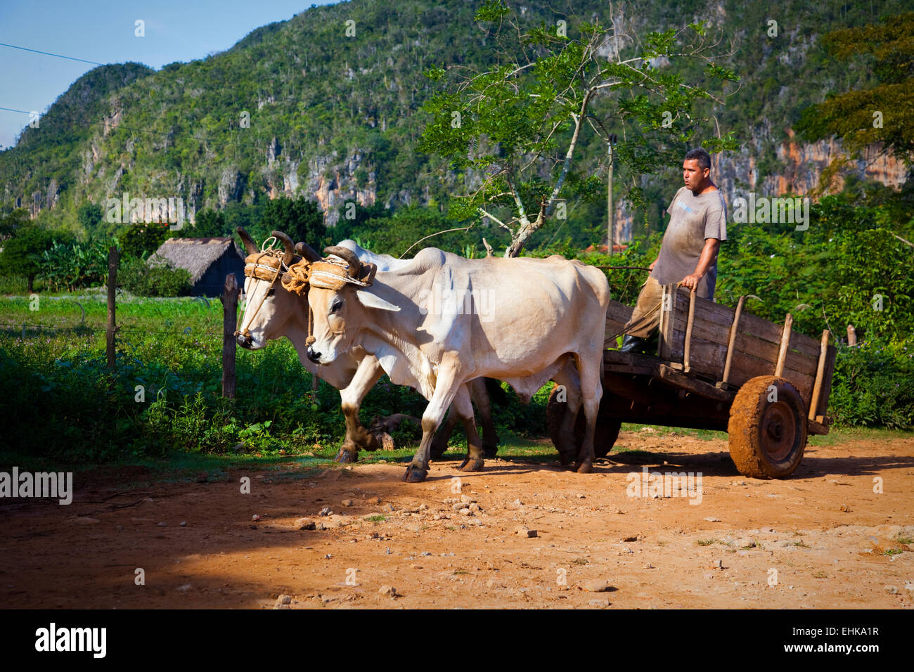 Un agricoltore aziona il suo bue carrello in Vinales Valley, Cuba Foto Stock