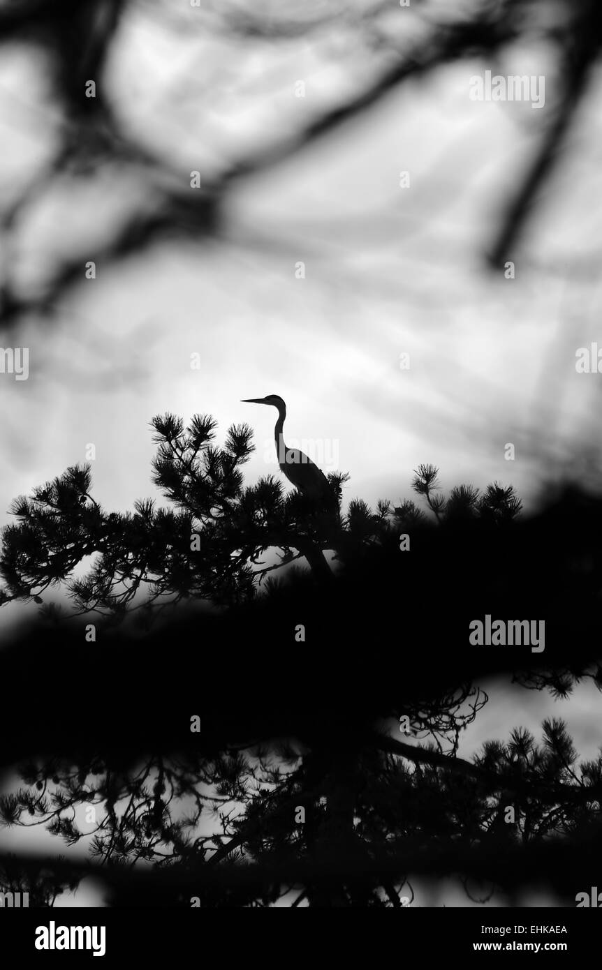 La foresta umbra, il parco nazionale del Gargano in Puglia, Italia Foto Stock