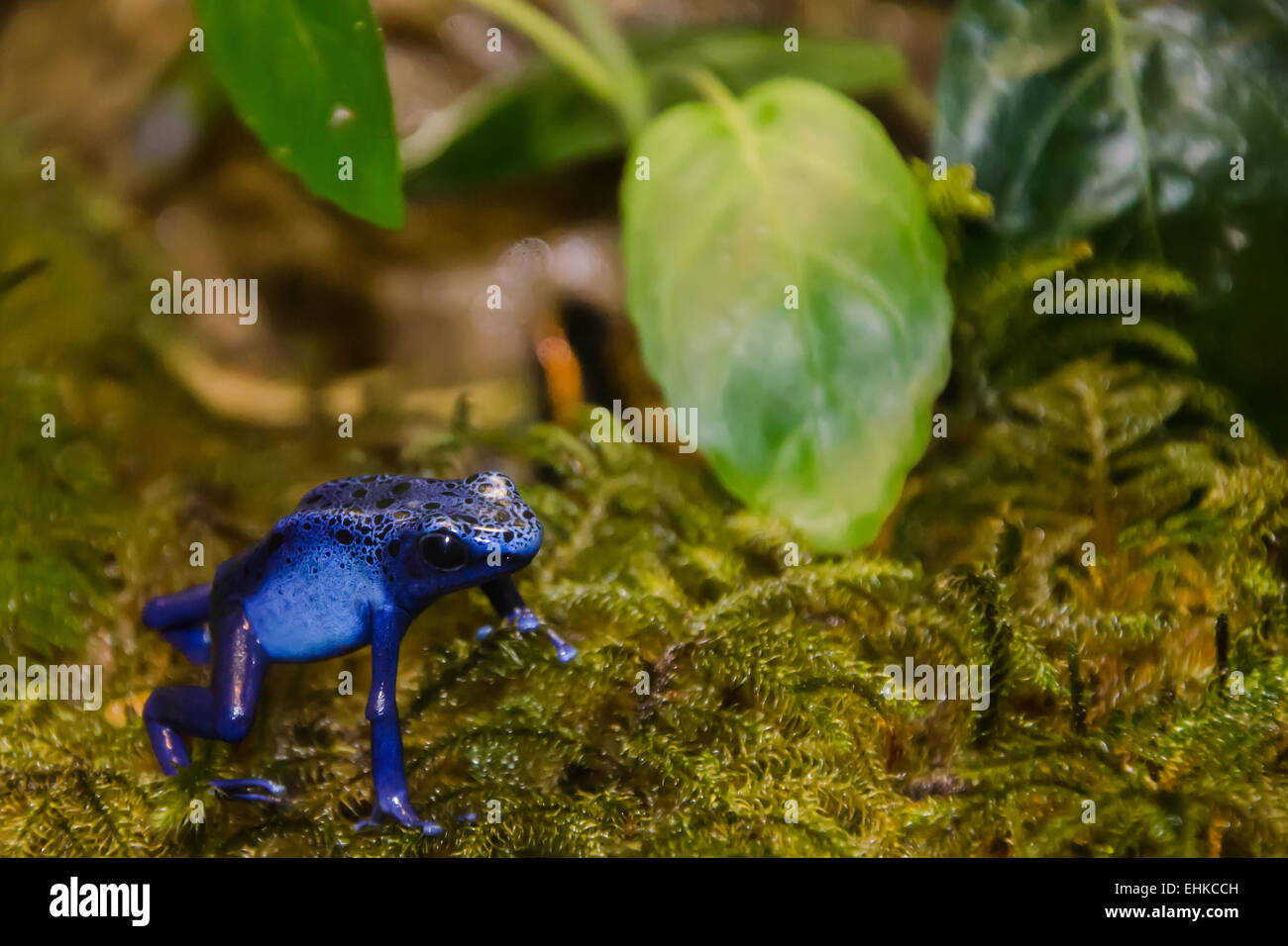 Blue Poison Dart Frog Foto Stock