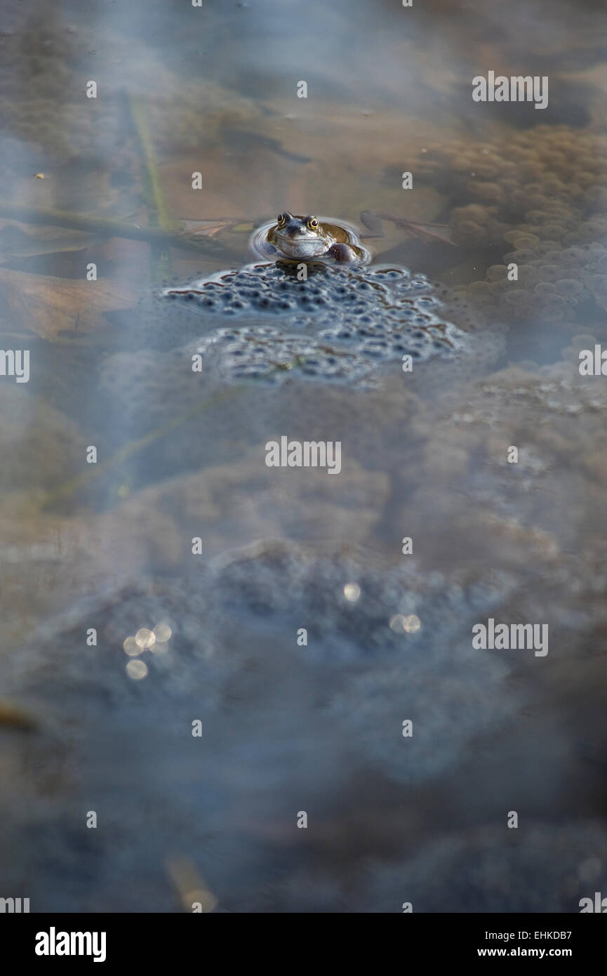 Una rana in uno stagno tende la sua frog spawn Foto Stock