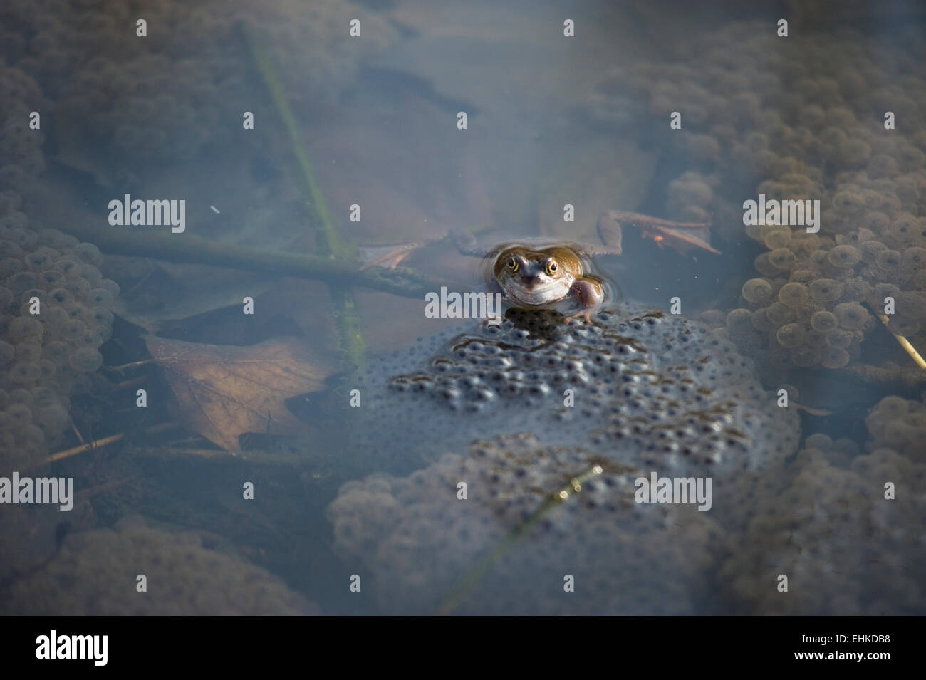 Una rana in uno stagno tende la sua frog spawn Foto Stock