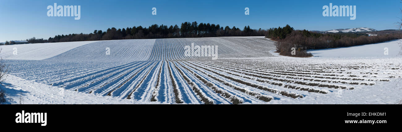 Panoramica del campo di lavanda in neve Foto Stock