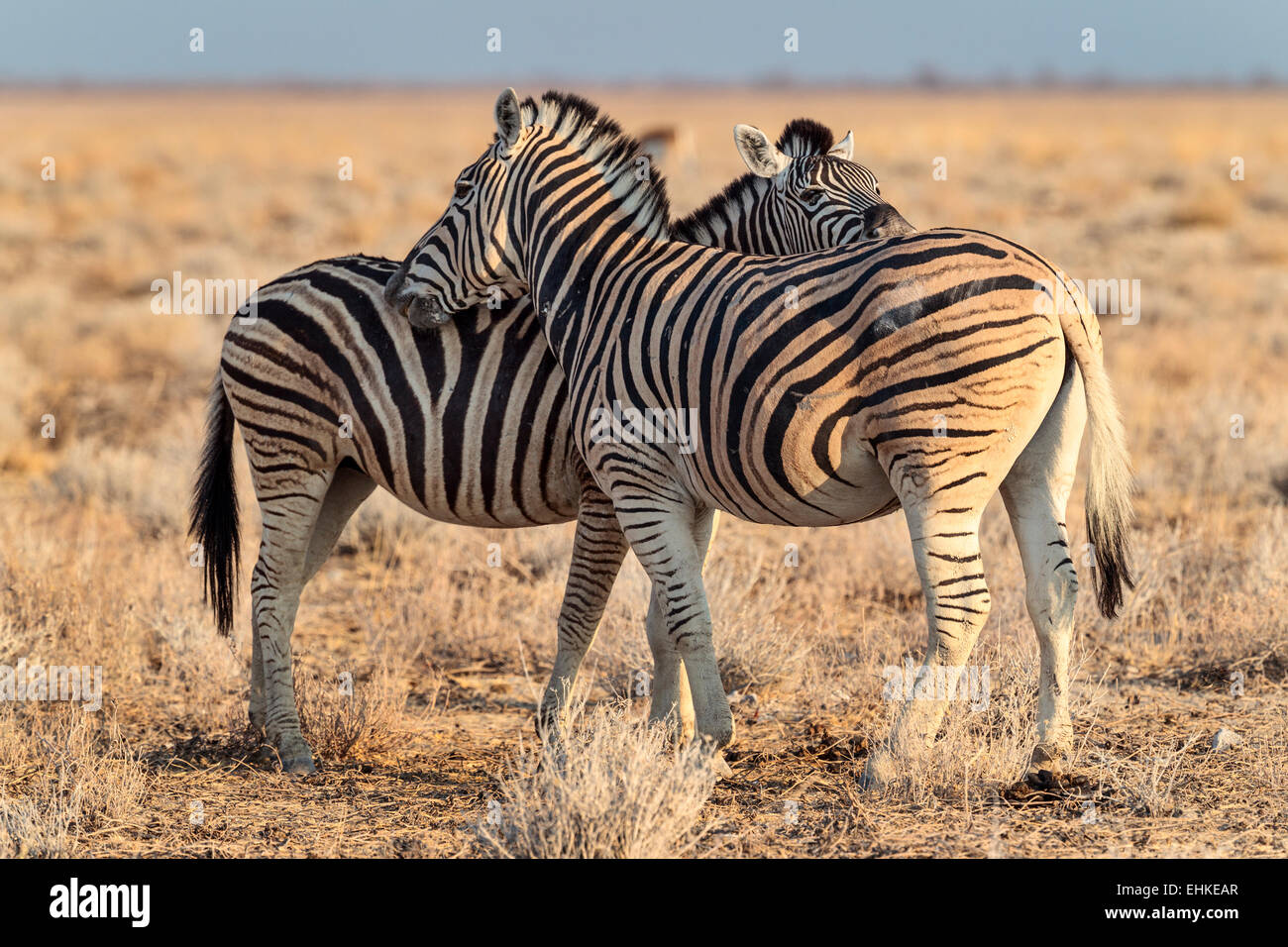 Due zebre in Etosha National Park, Namibia. Foto Stock