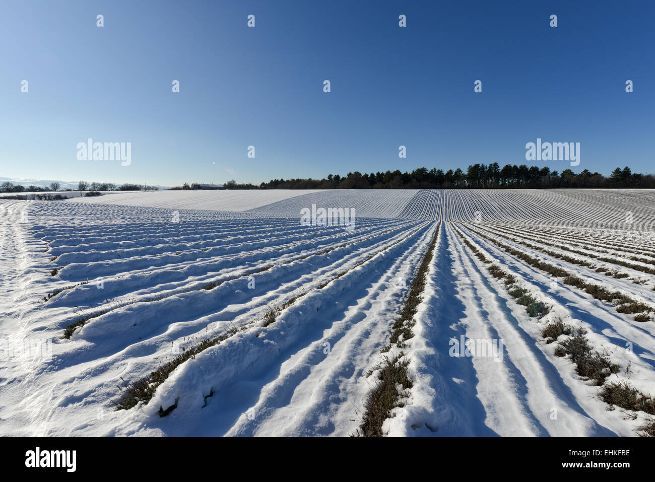 Campo di lavanda nella neve Foto Stock