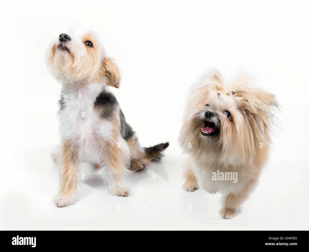 Carino coppia cani di piccola taglia in cerca di sinistra e barking Foto Stock