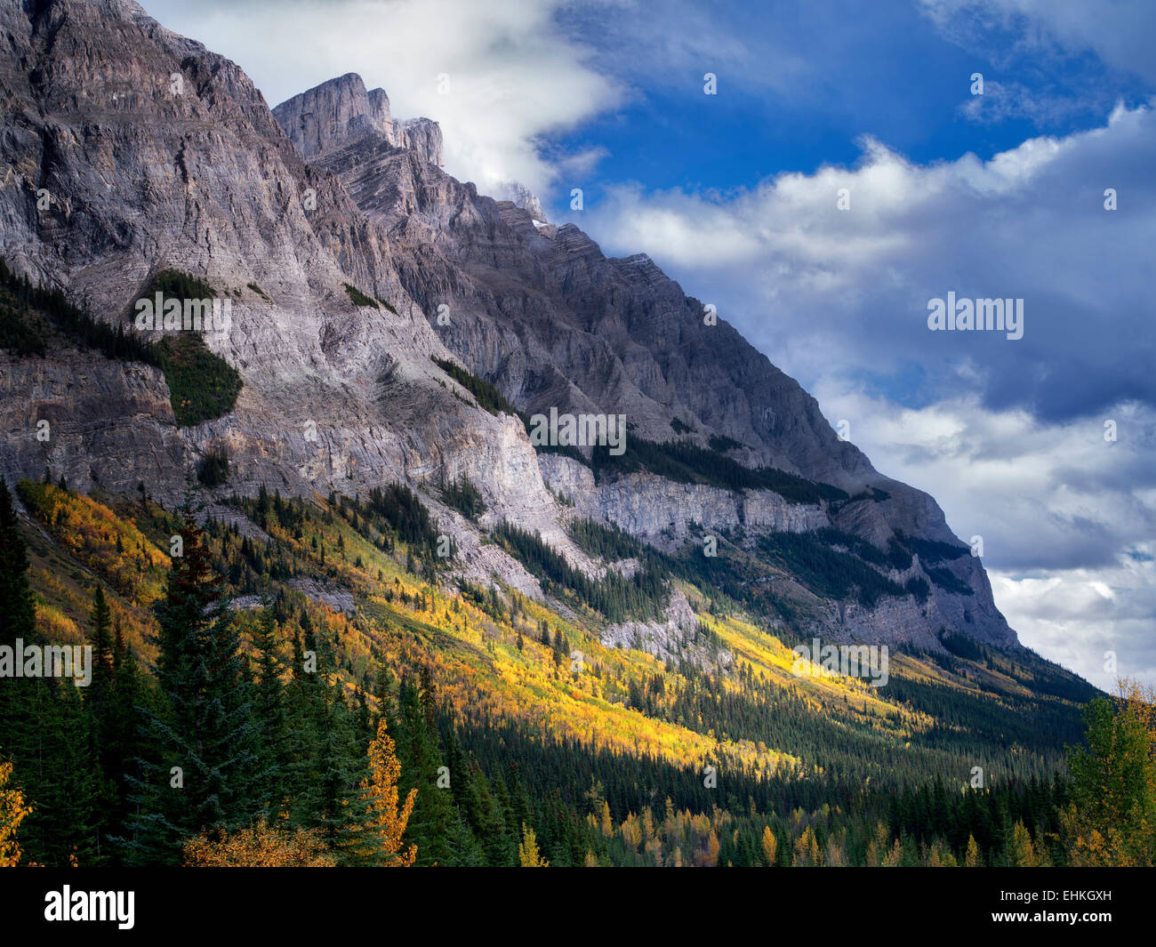 Versante con la caduta di colore alberi di Aspen. Il Parco Nazionale di Banff, Alberta, Canada Foto Stock