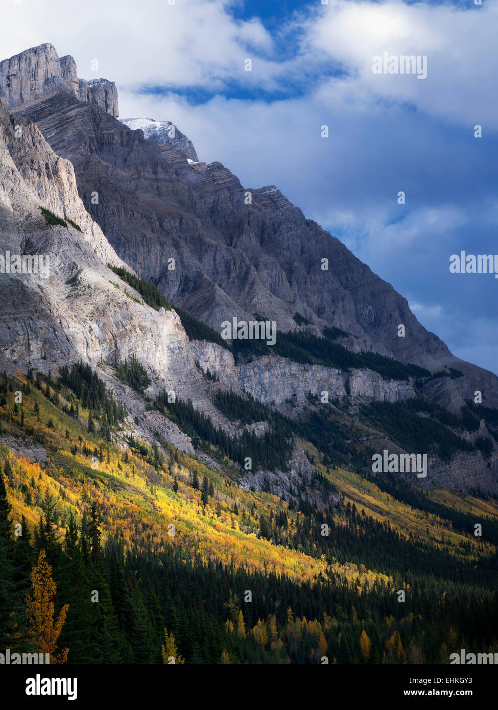 Versante con la caduta di colore alberi di Aspen. Il Parco Nazionale di Banff, Alberta, Canada Foto Stock