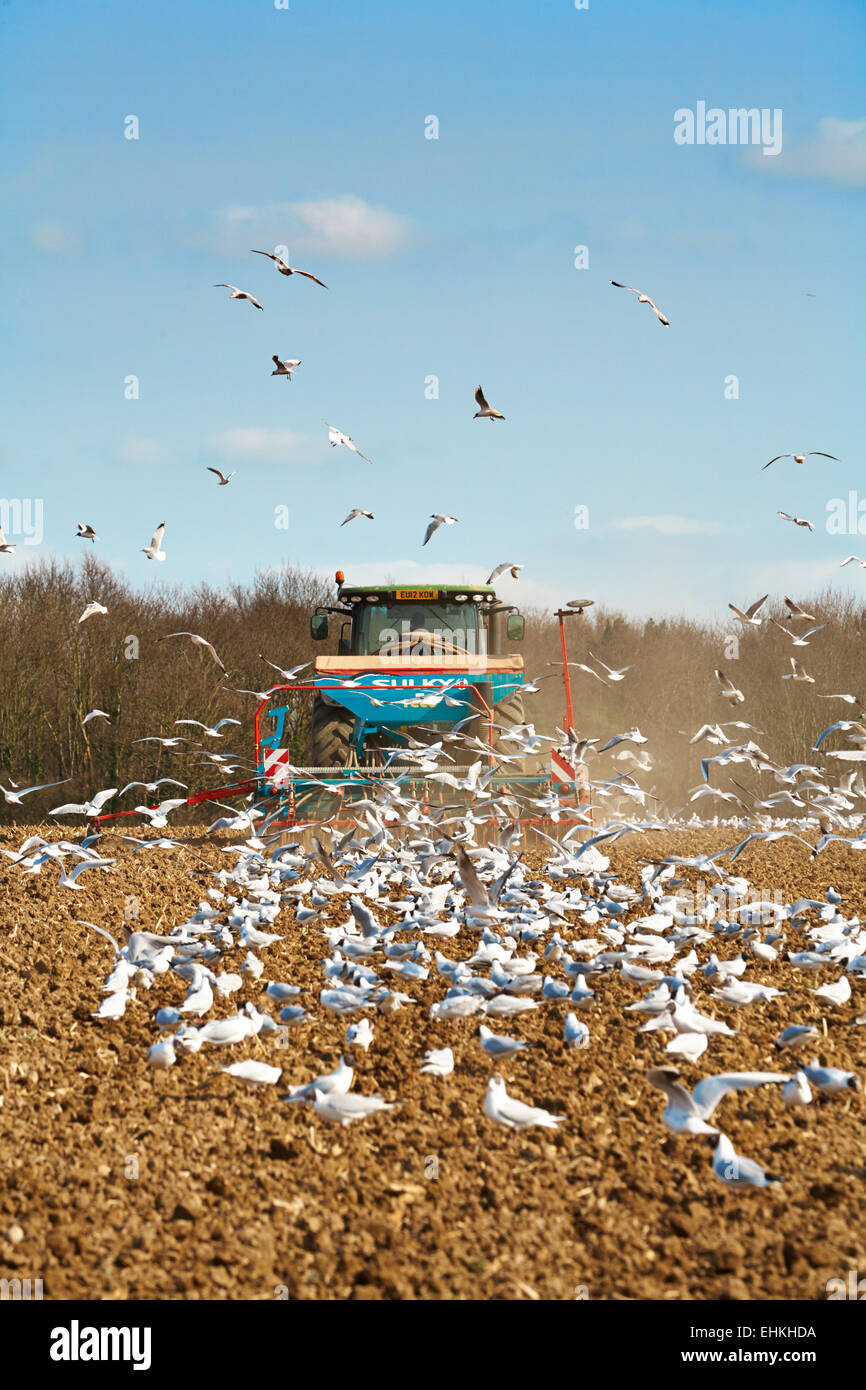 Trattore agricolo la semina di grano seguita da gregge di black-guidato i gabbiani in Essex REGNO UNITO Foto Stock