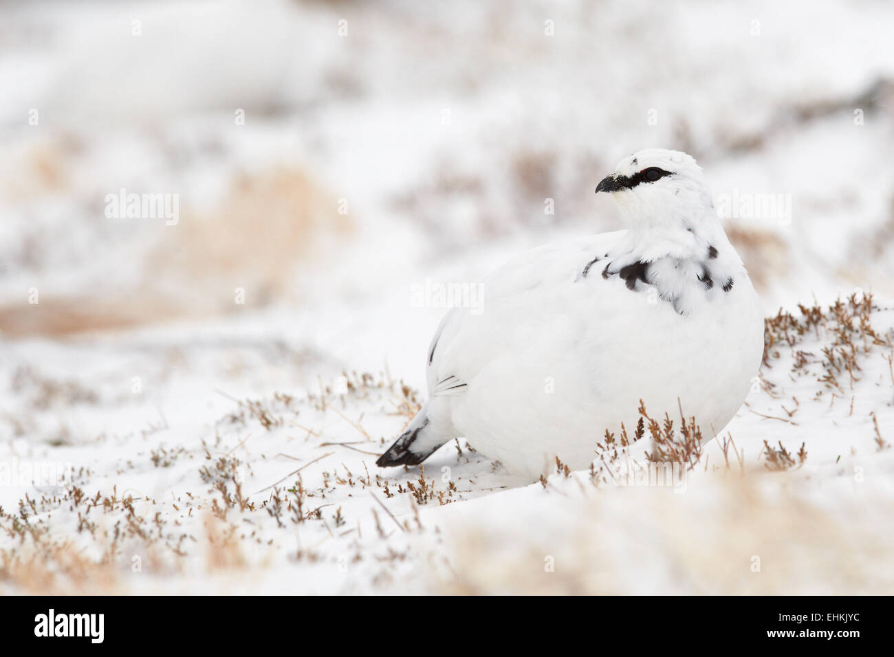 Willow Ptarmigan (Lagopus lagopus) nella neve, Cairngorms National Park, Scotland, Regno Unito Foto Stock