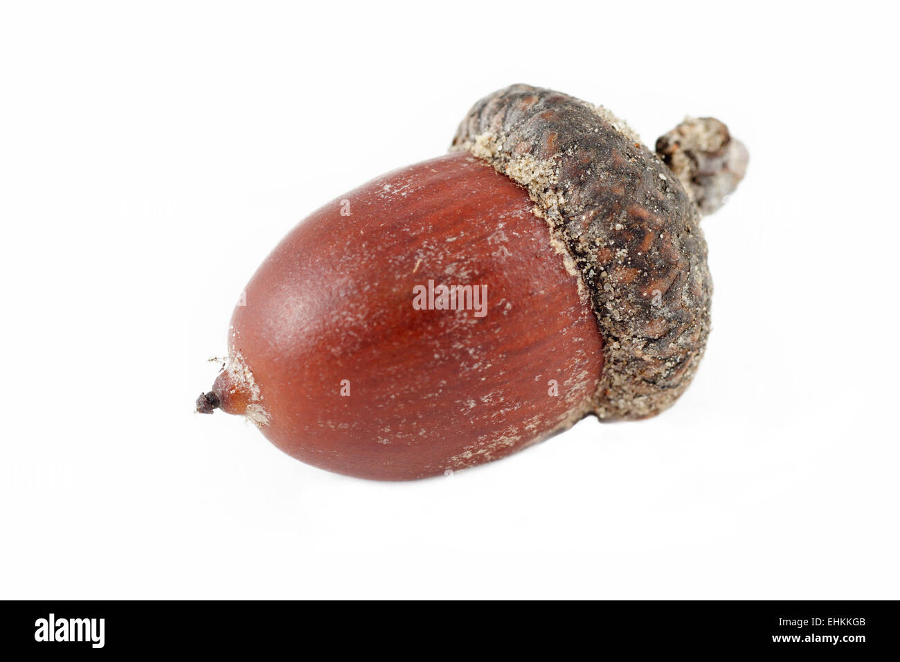 Acorn in avvicinamento isolati su sfondo bianco Foto Stock