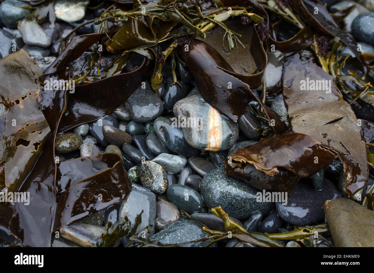 Una spiaggia a strisce di pietra, shiny con pioggia, è parzialmente nascosto da trefoli di fuco a bassa marea in Bussola Harbour, il Parco Nazionale di Acadia. Foto Stock