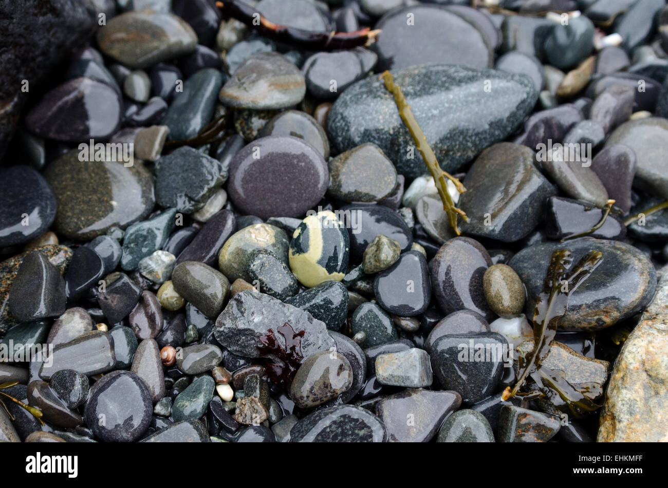 Liscia e rotonda pietre di spiaggia bagnata con pioggia, Parco Nazionale di Acadia, Bar Harbor, Maine. Foto Stock