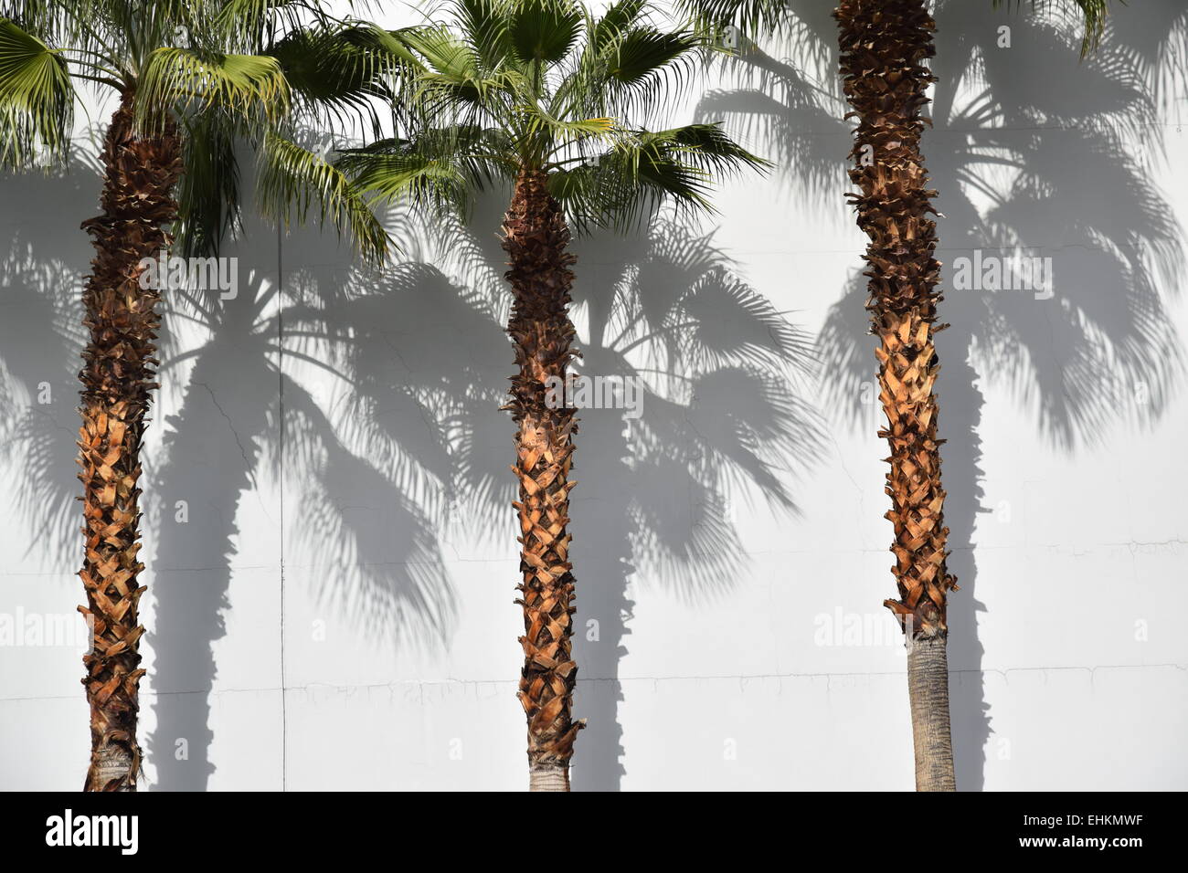 Ombre di Palma. Foto Stock