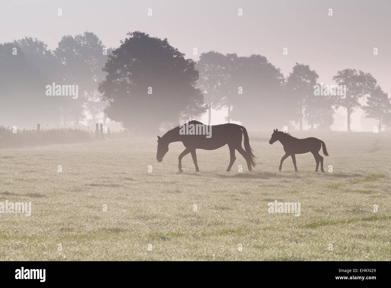 Famiglia di cavallo a piedi sul pascolo misty di sunrise Foto Stock