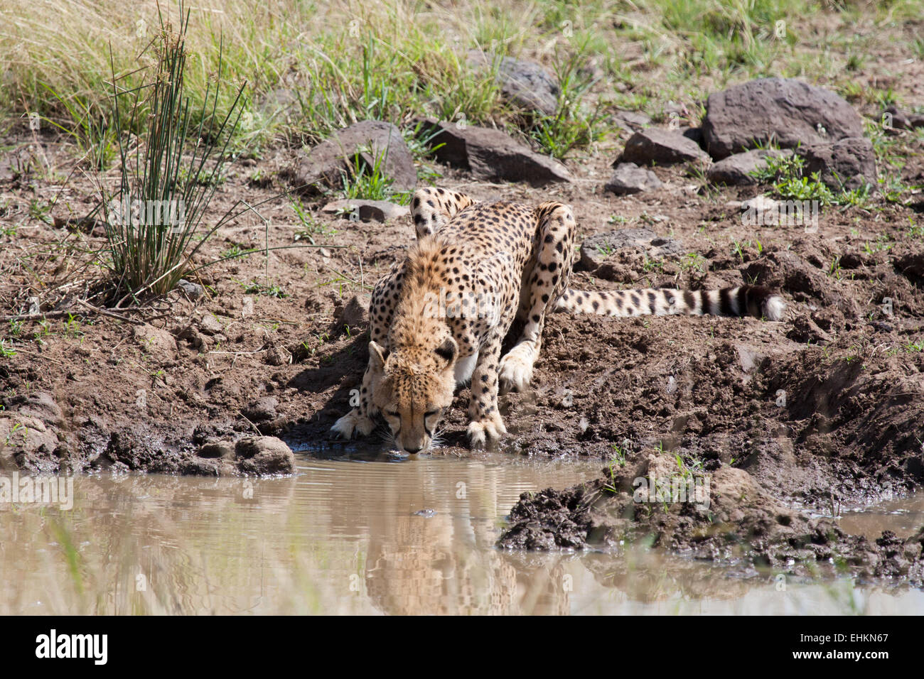 Cheetah cub bere nel Masai Mara, Kenya Foto Stock