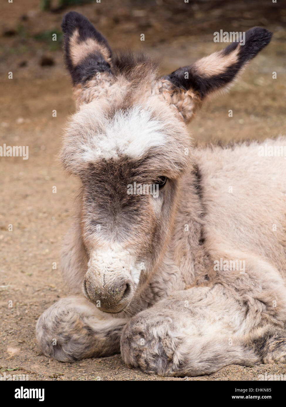 Burro majorero, una specie di asini nativa per le isole Canarie, qui si vede in Fuerteventura carino puledro Foto Stock