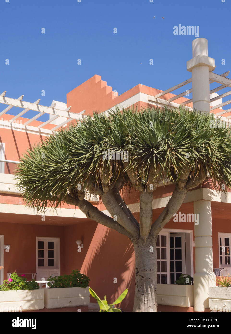 Apartment hotel in Corralejo a Fuerteventura, o ovunque in Isole Canarie Spagna, rosa e bianco con grande balcone cielo blu e dragon tree Foto Stock