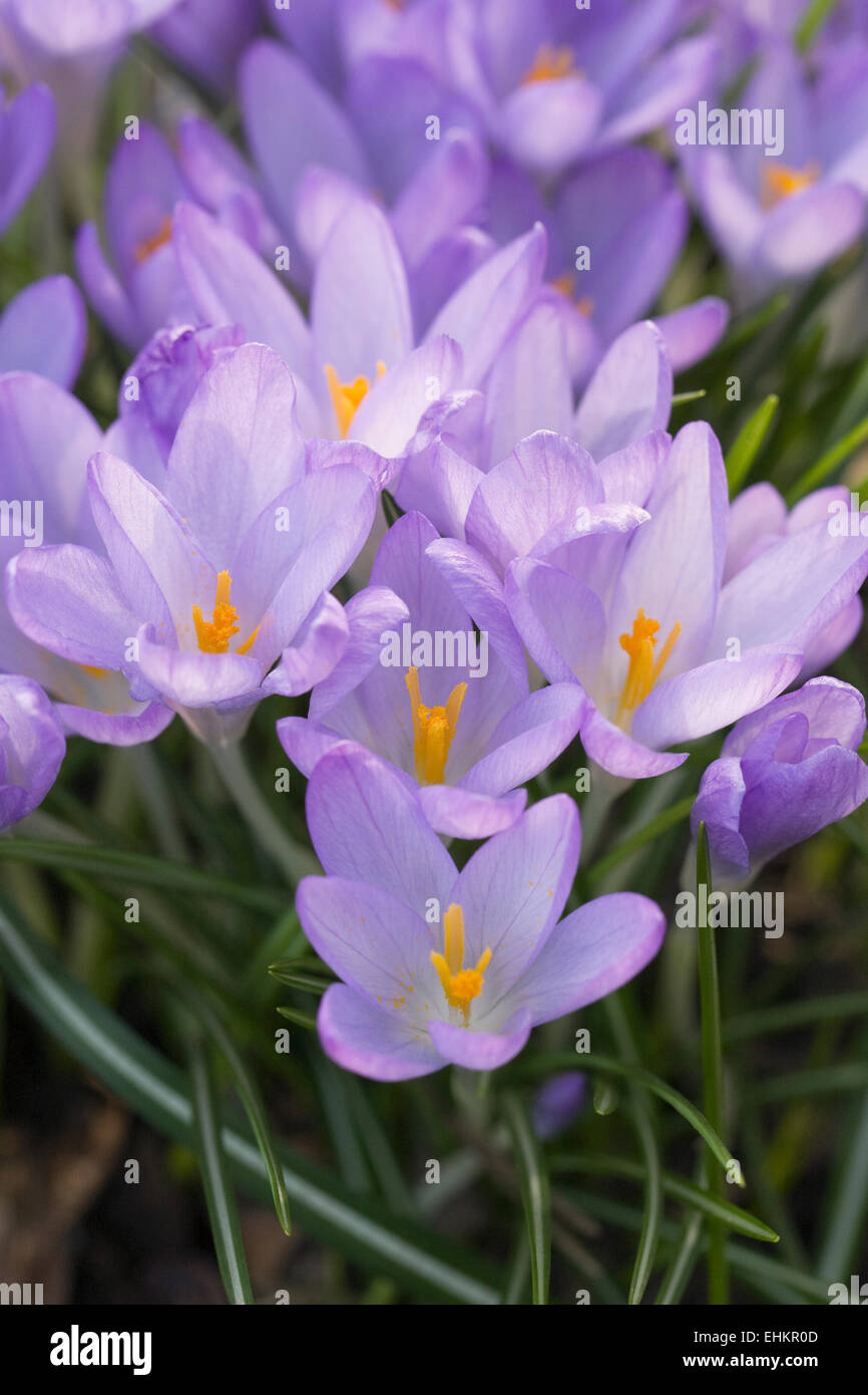Crocus speciosus 'conquistatore' Fiori. Foto Stock