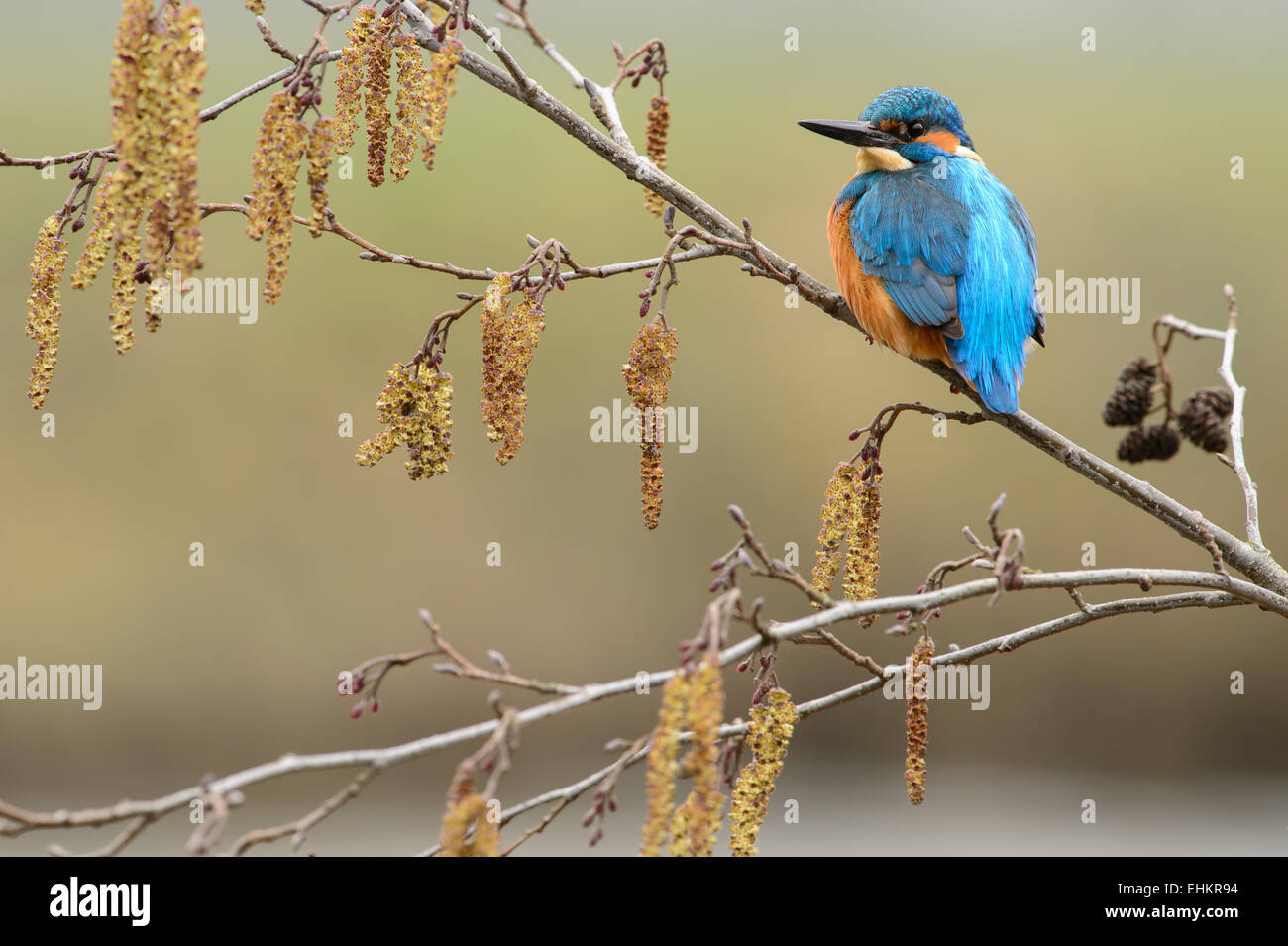 Kingfisher in primavera su un ramo di un albero di ontano con la sua amento maschile fiori Foto Stock