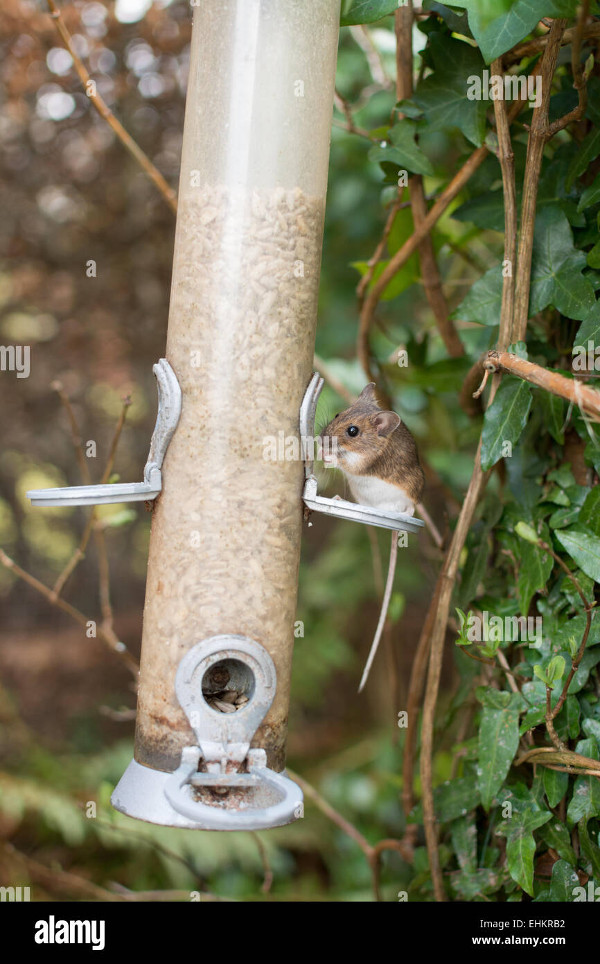 Legno europeo mouse - Apodemus sylvaticus - mangiare semi di girasole da bird feeder. Foto Stock