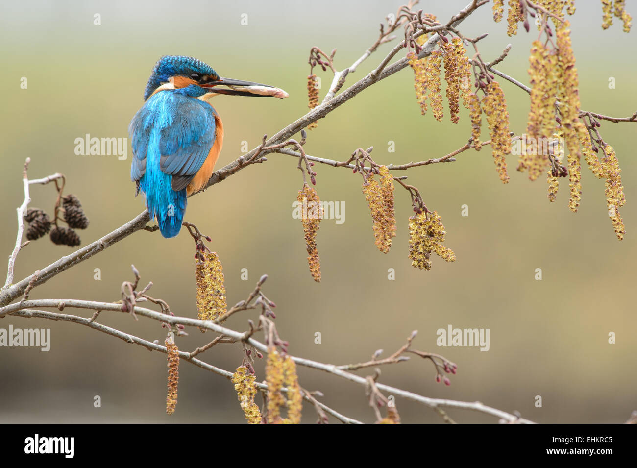 Kingfisher con la preda in primavera su un ramo di un albero di ontano con la sua amento maschile fiori Foto Stock