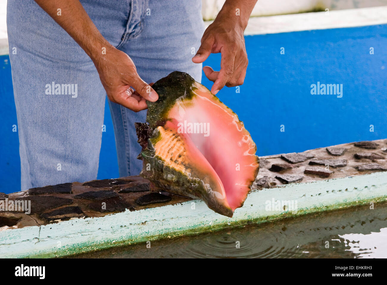 Strombus gigas conch, Smithsonian Tropical Research Institute, Galeta punto, Colon, Panama Foto Stock