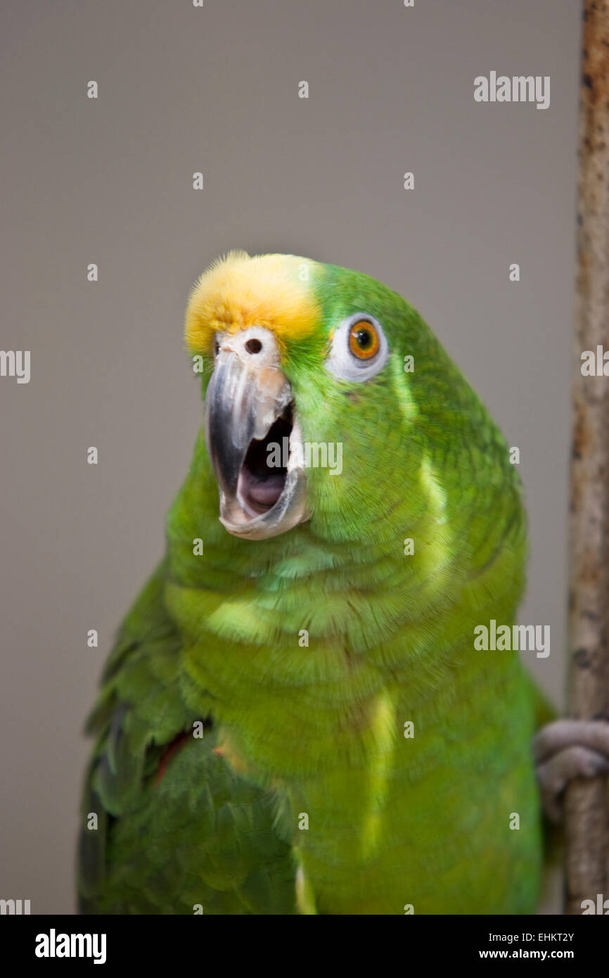Addomesticazione pappagallo sulla sua gabbia Foto Stock