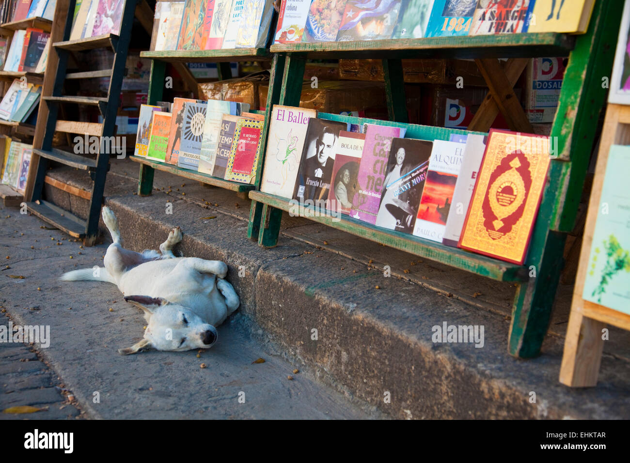 Un cane dorme in un mercato del libro a l'Avana, Cuba Foto Stock