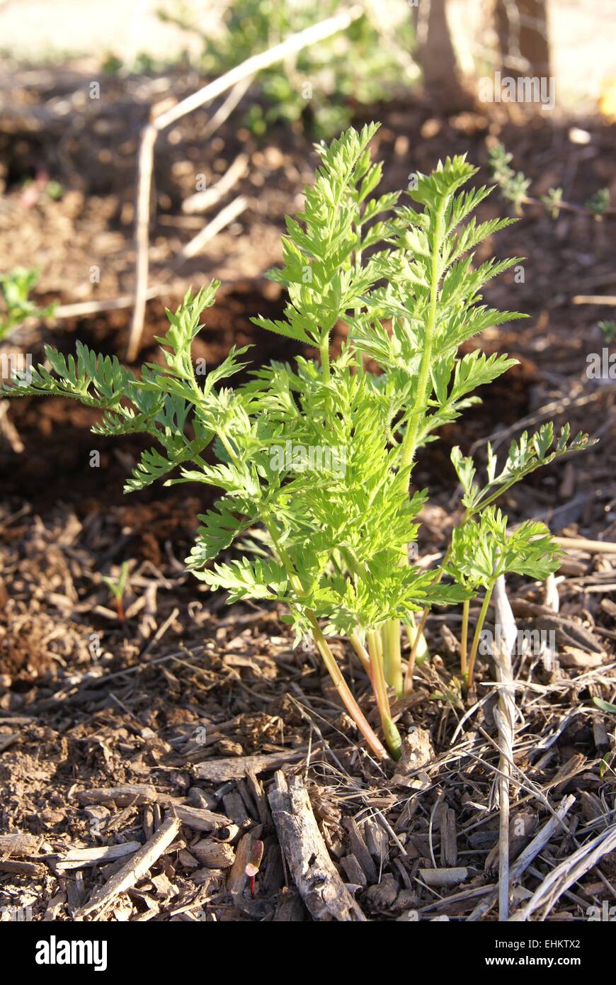 Carota giovani pianta superiore (Daucus carota) cresce in una molla orto. Foto Stock