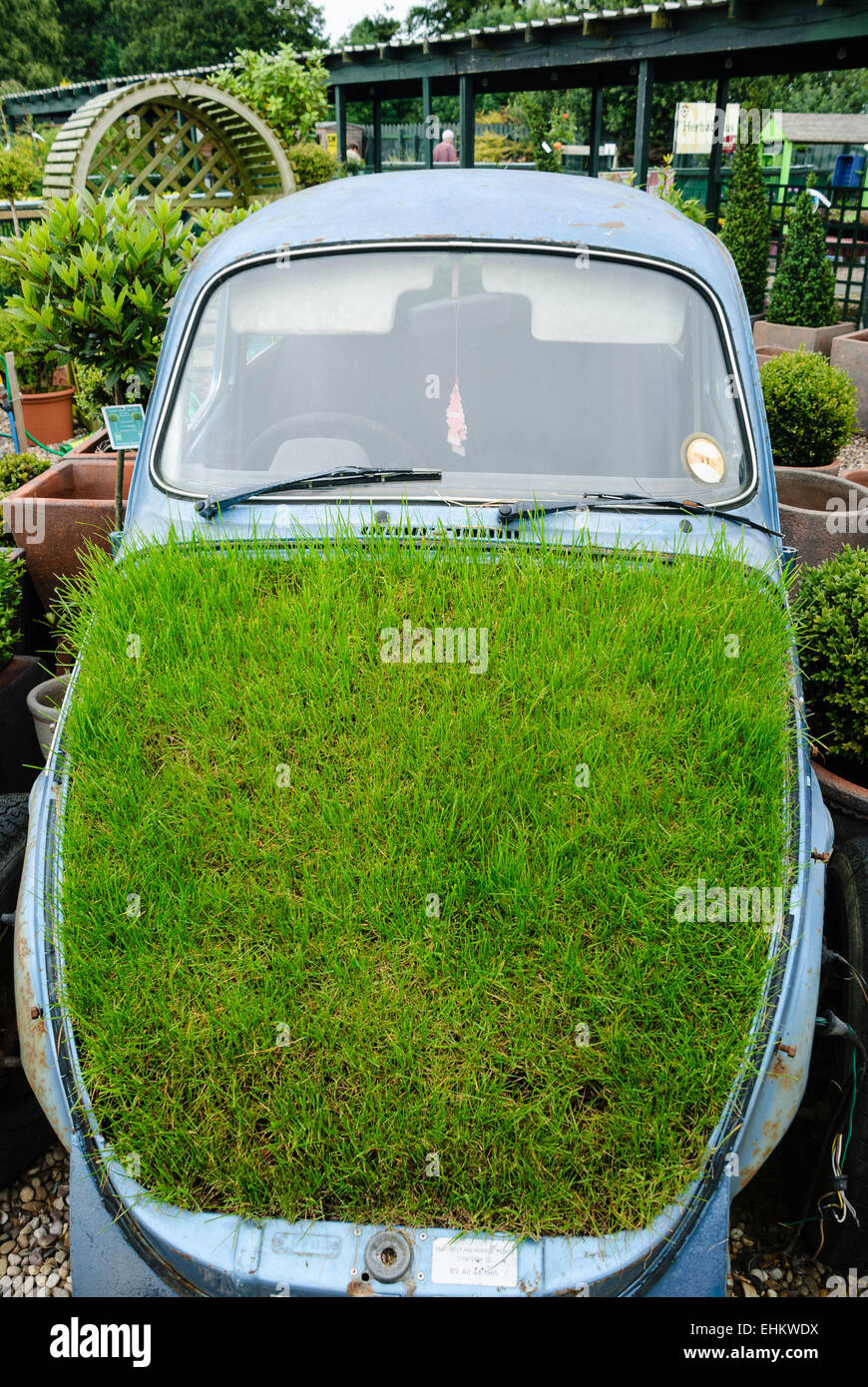 Scarabeo di Volkswagen in un centro giardino di erba crescente sul cofano Foto Stock