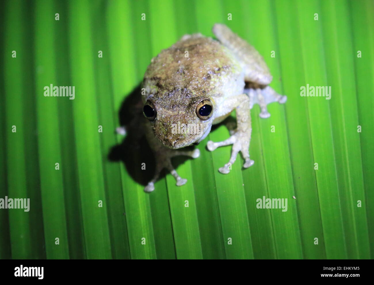 Una rana marrone seduto su una foglia, guardando la telecamera. Notte tempo. Parco Nazionale di Manuel Antonio, Costa Rica. Foto Stock