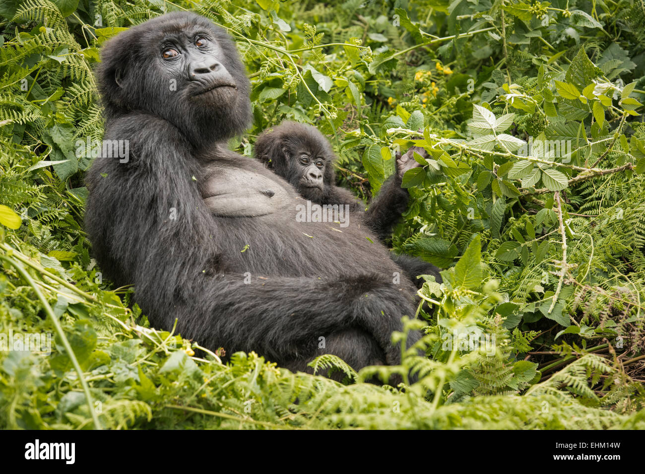 Foto di stock di gorilla di montagna nel Parco Nazionale dei Vulcani, Ruanda (Sabyinyo gruppo) Foto Stock
