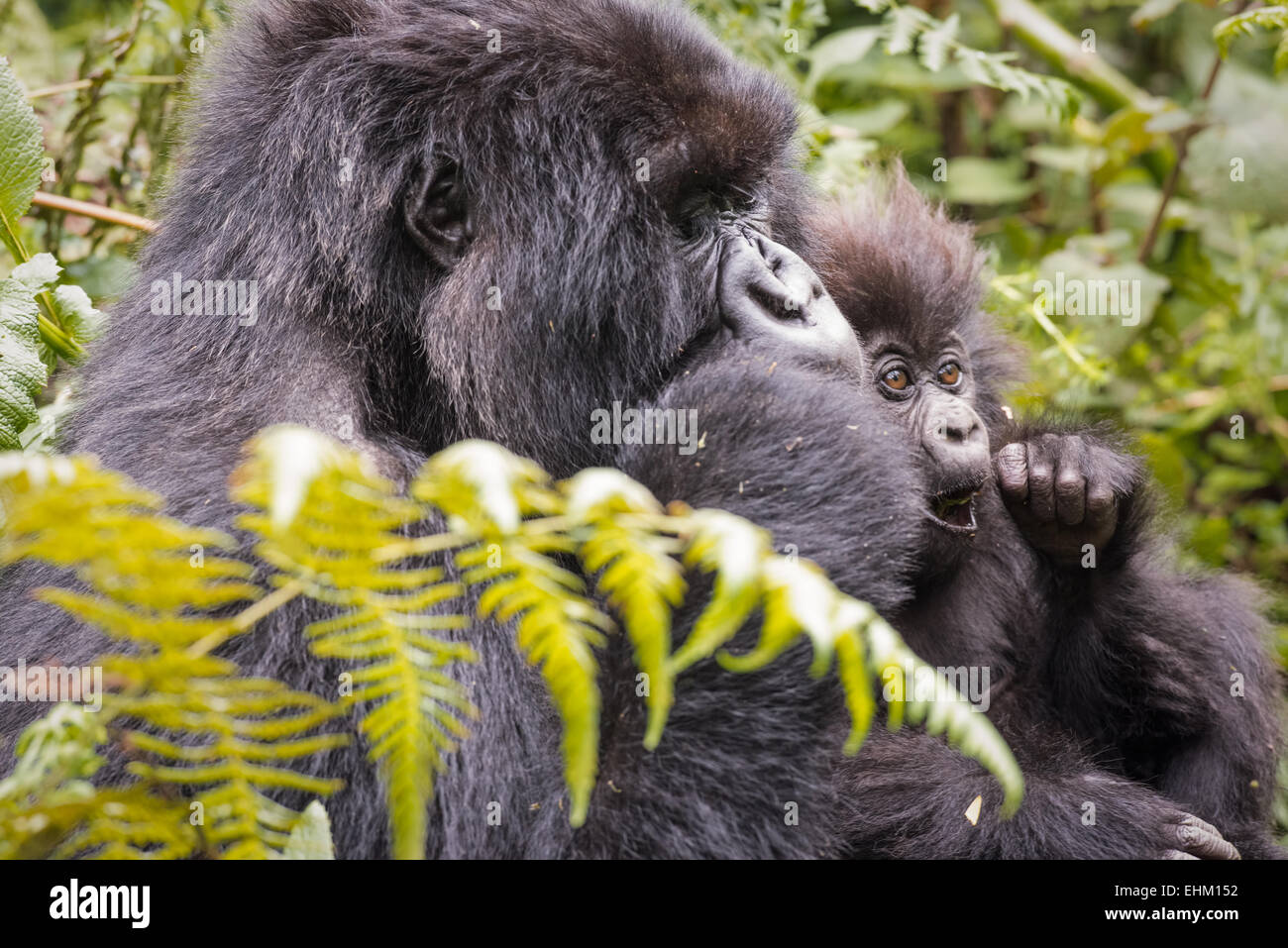 I gorilla di montagna al Parco Nazionale Vulcani delle Hawaii, Ruanda (Kuryama gruppo) Foto Stock