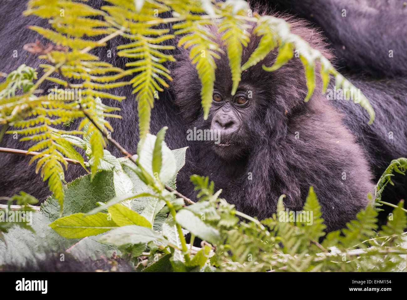 I gorilla di montagna al Parco Nazionale Vulcani delle Hawaii, Ruanda (Kuryama gruppo) Foto Stock
