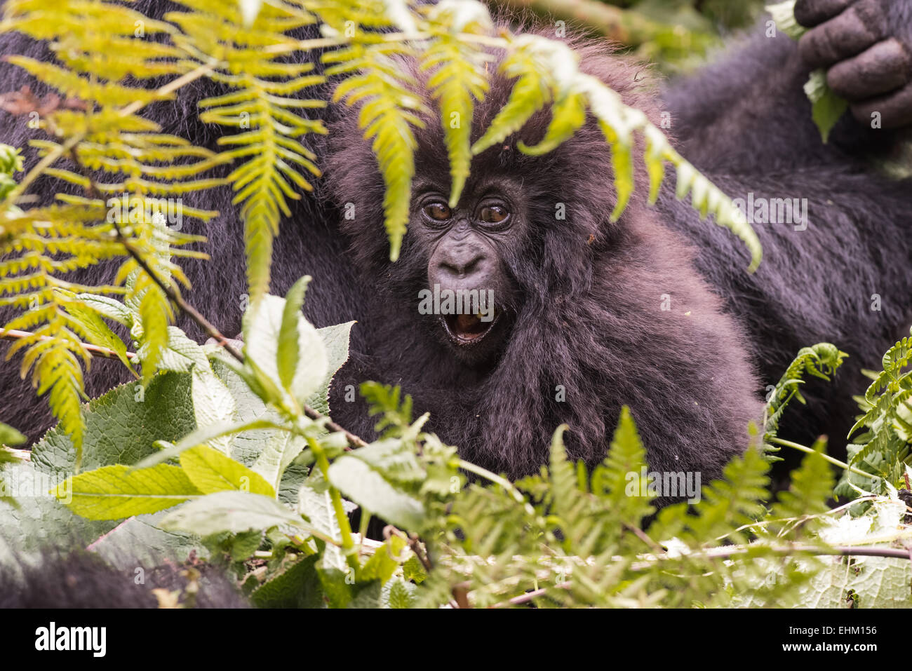 I gorilla di montagna al Parco Nazionale Vulcani delle Hawaii, Ruanda (Kuryama gruppo) Foto Stock