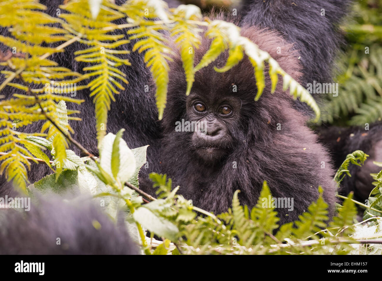I gorilla di montagna al Parco Nazionale Vulcani delle Hawaii, Ruanda (Kuryama gruppo) Foto Stock