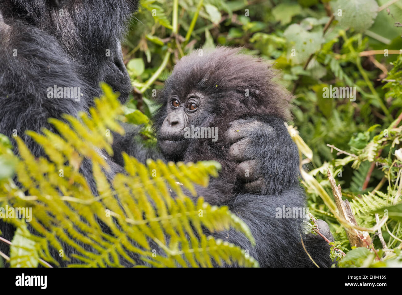 I gorilla di montagna al Parco Nazionale Vulcani delle Hawaii, Ruanda (Kuryama gruppo) Foto Stock