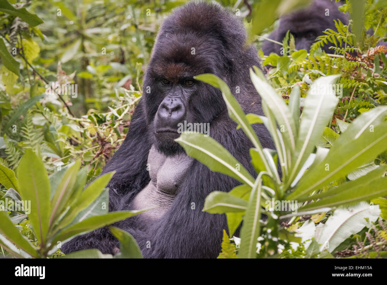 I gorilla di montagna al Parco Nazionale Vulcani delle Hawaii, Ruanda (Kuryama gruppo) Foto Stock